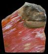 Red Araucaria Petrified Wood Slab #6838-1